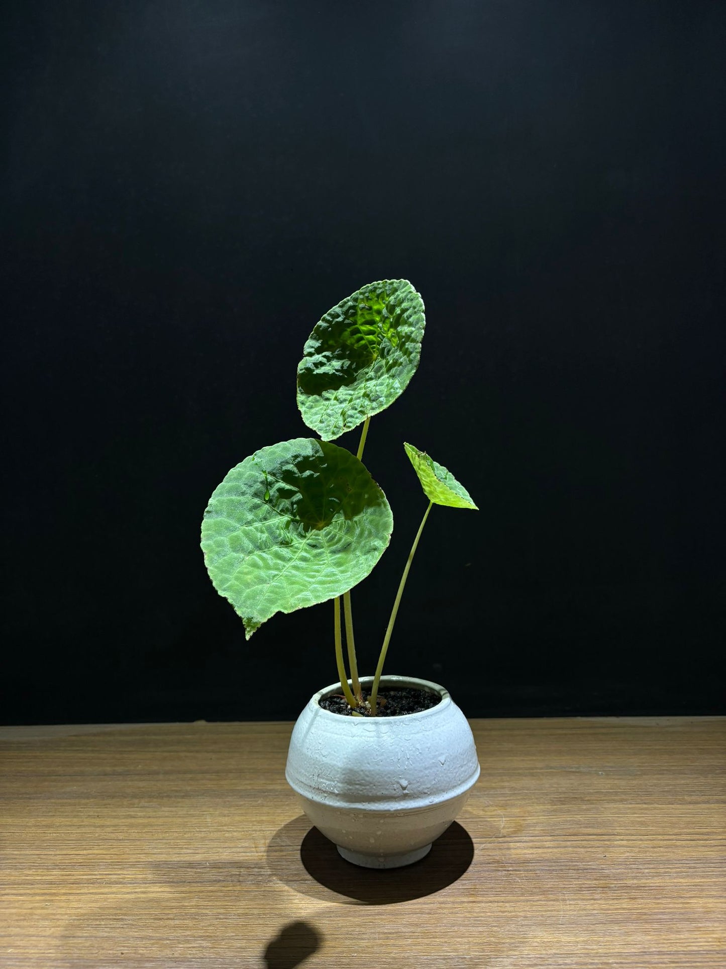 Fushou Begonia
