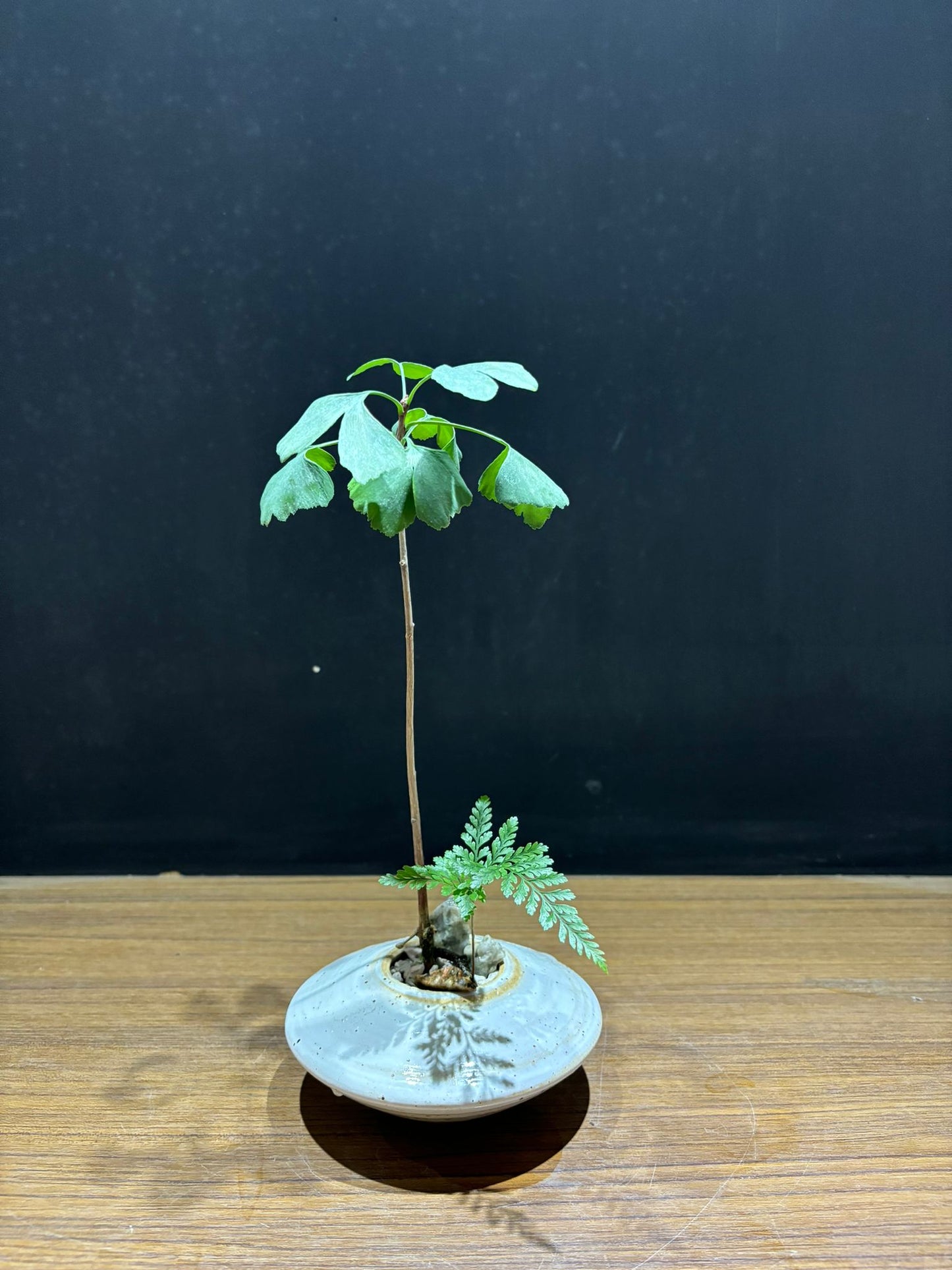 ginkgo