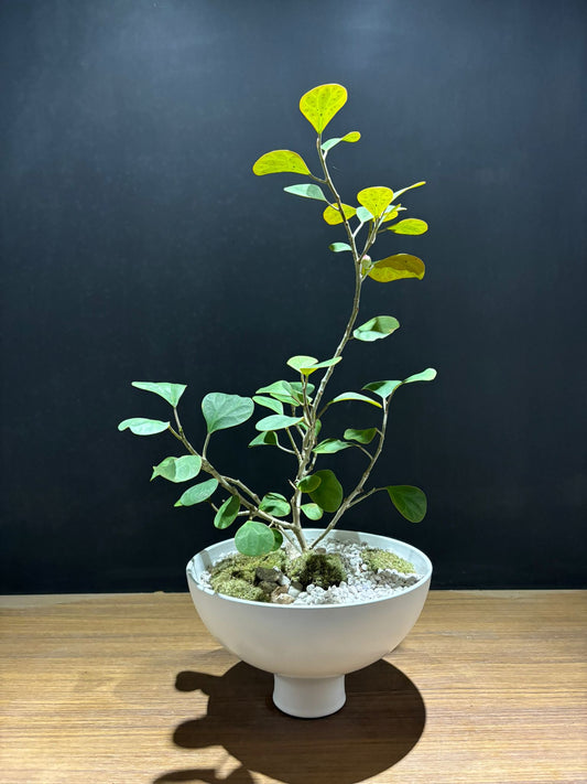 小盼菩提