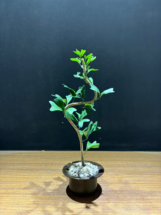 三角鵝掌柴