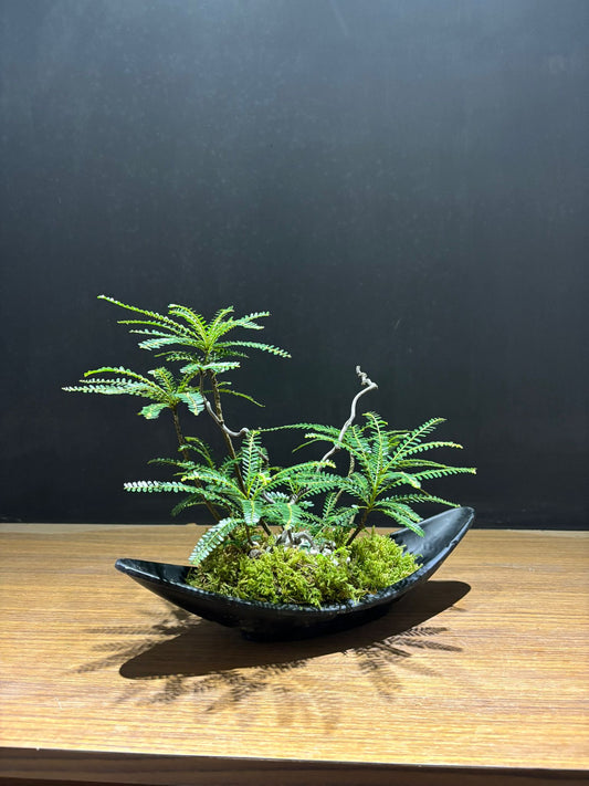海南葉下珠