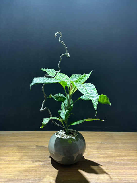 虎斑鐵