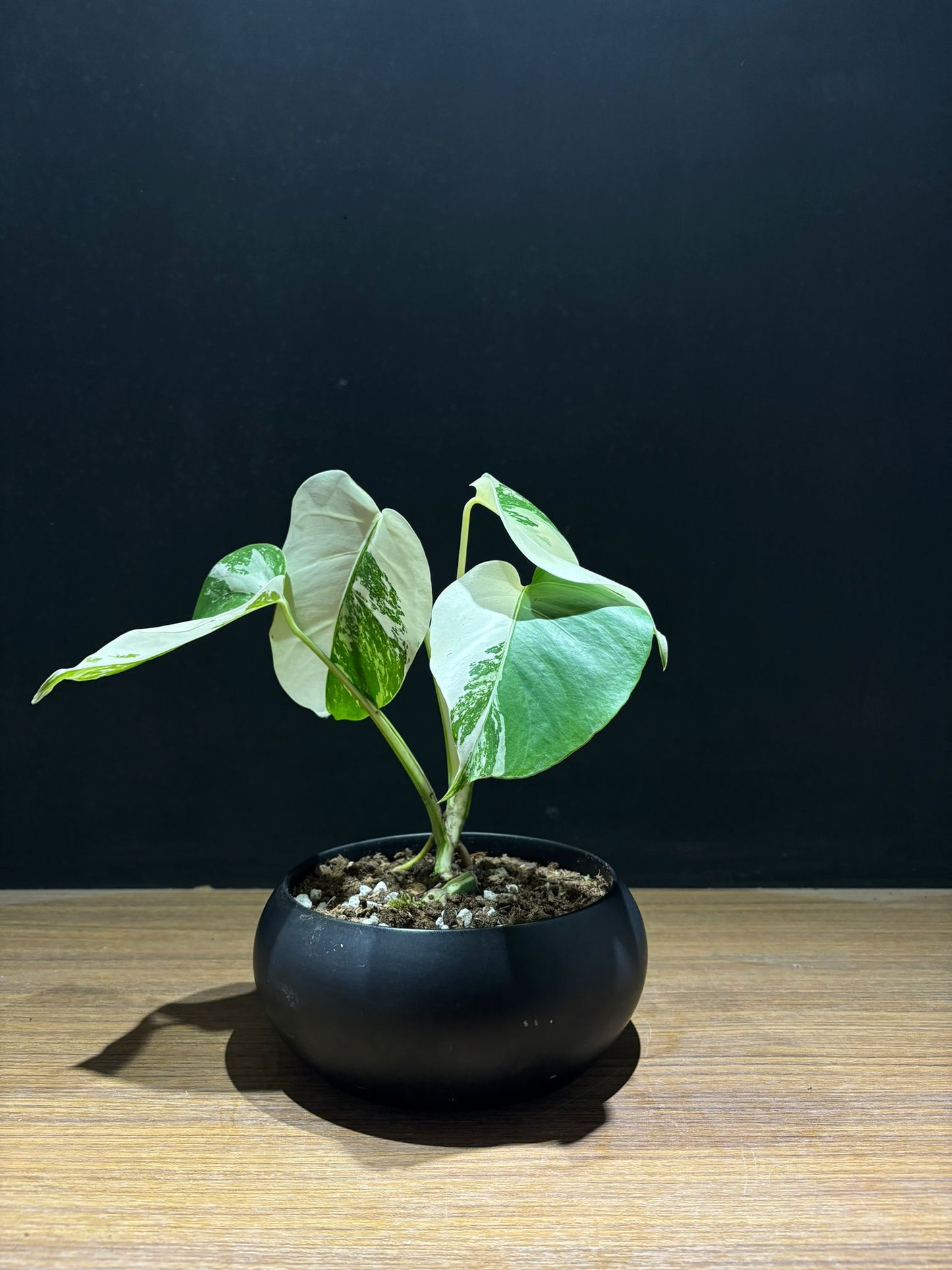 白斑龜背芋