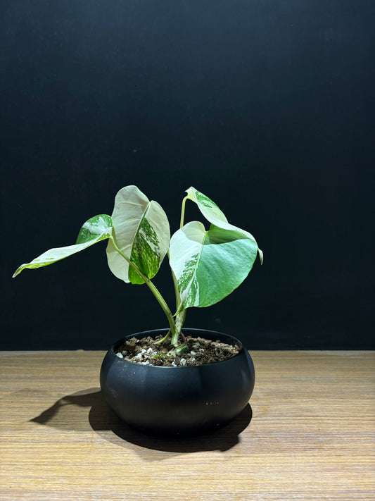 白斑龜背芋