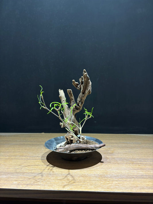柳葉麒麟
